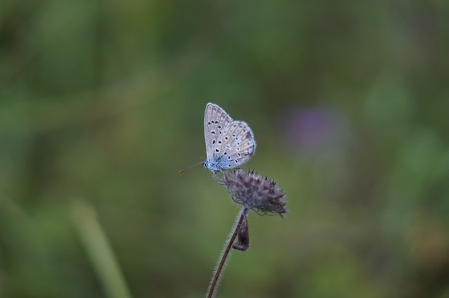 I used a portrait lens for this one Close-up with unfocused background of a vibrant large blue butterfly gracefully perched on a delicate flower amidst lush green gras